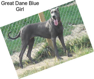 Great Dane Blue Girl