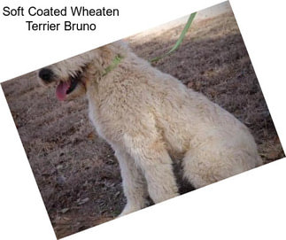 Soft Coated Wheaten Terrier Bruno