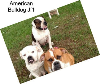 American Bulldog Jf1