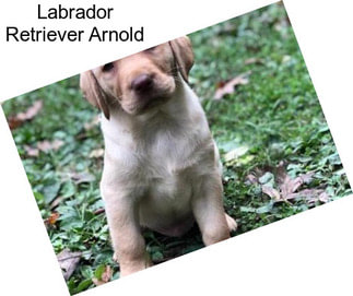 Labrador Retriever Arnold