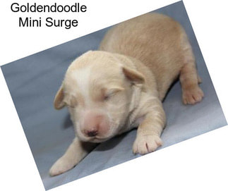 Goldendoodle Mini Surge