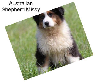Australian Shepherd Missy
