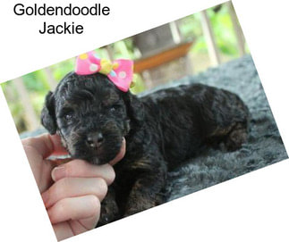 Goldendoodle Jackie