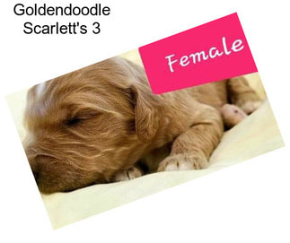 Goldendoodle Scarlett\'s 3
