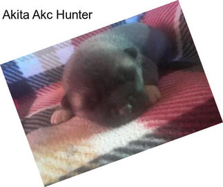 Akita Akc Hunter