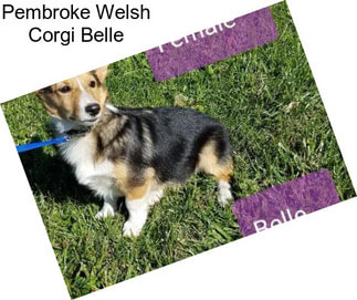 Pembroke Welsh Corgi Belle