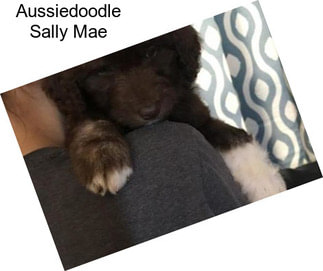 Aussiedoodle Sally Mae