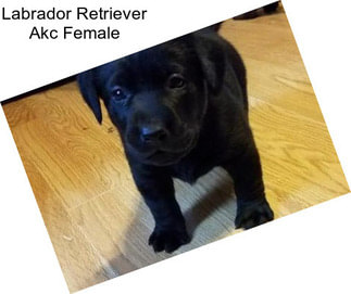 Labrador Retriever Akc Female