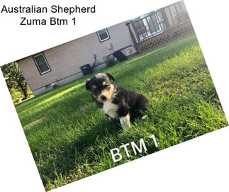 Australian Shepherd Zuma Btm 1