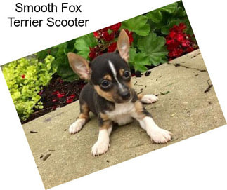 Smooth Fox Terrier Scooter