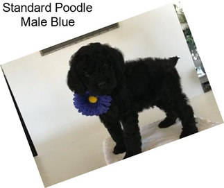 Standard Poodle Male Blue