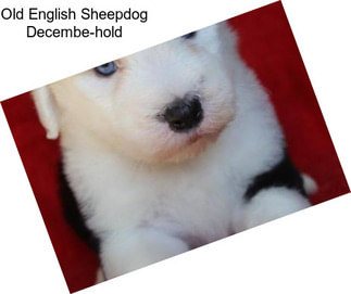 Old English Sheepdog Decembe-hold