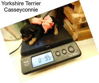 Yorkshire Terrier Casseyconnie