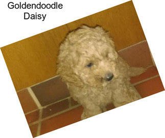 Goldendoodle Daisy