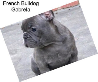 French Bulldog Gabrela