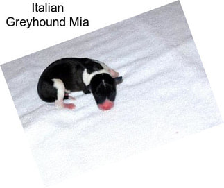 Italian Greyhound Mia