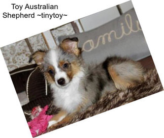 Toy Australian Shepherd ~tinytoy~