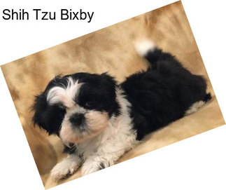 Shih Tzu Bixby