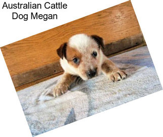 Australian Cattle Dog Megan