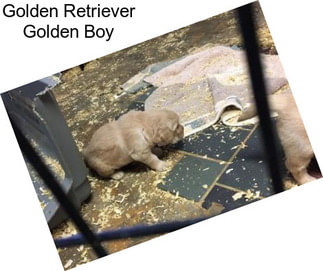 Golden Retriever Golden Boy