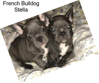 French Bulldog Stella