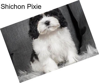 Shichon Pixie