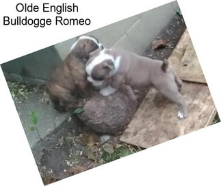 Olde English Bulldogge Romeo