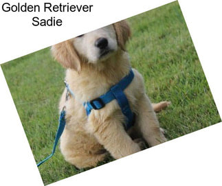 Golden Retriever Sadie