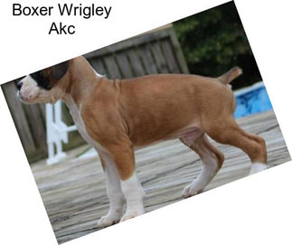 Boxer Wrigley Akc