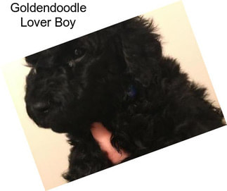 Goldendoodle Lover Boy
