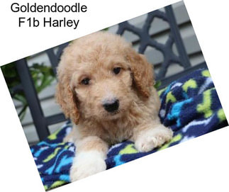 Goldendoodle F1b Harley