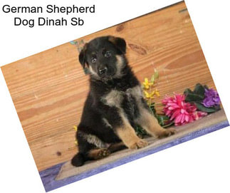 German Shepherd Dog Dinah Sb