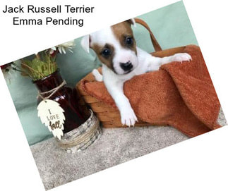 Jack Russell Terrier Emma Pending