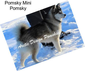 Pomsky Mini Pomsky