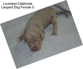 Louisiana Catahoula Leopard Dog Female 5