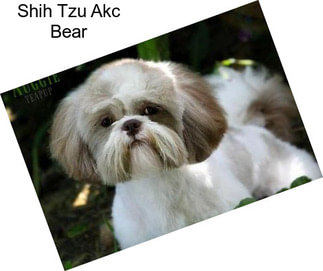 Shih Tzu Akc Bear