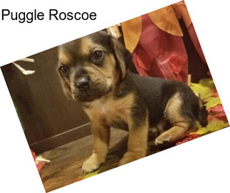 Puggle Roscoe