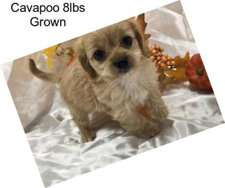 Cavapoo 8lbs Grown