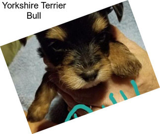 Yorkshire Terrier Bull