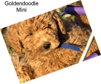Goldendoodle Mini