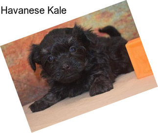 Havanese Kale