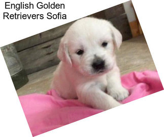 English Golden Retrievers Sofia