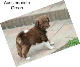 Aussiedoodle Green