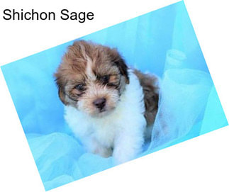 Shichon Sage