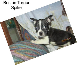 Boston Terrier Spike