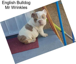 English Bulldog Mr Wrinkles