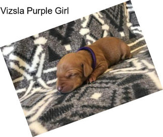 Vizsla Purple Girl