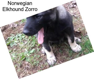 Norwegian Elkhound Zorro