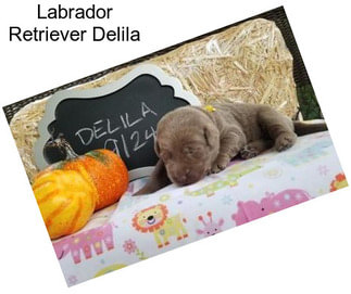 Labrador Retriever Delila