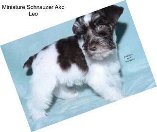 Miniature Schnauzer Akc Leo